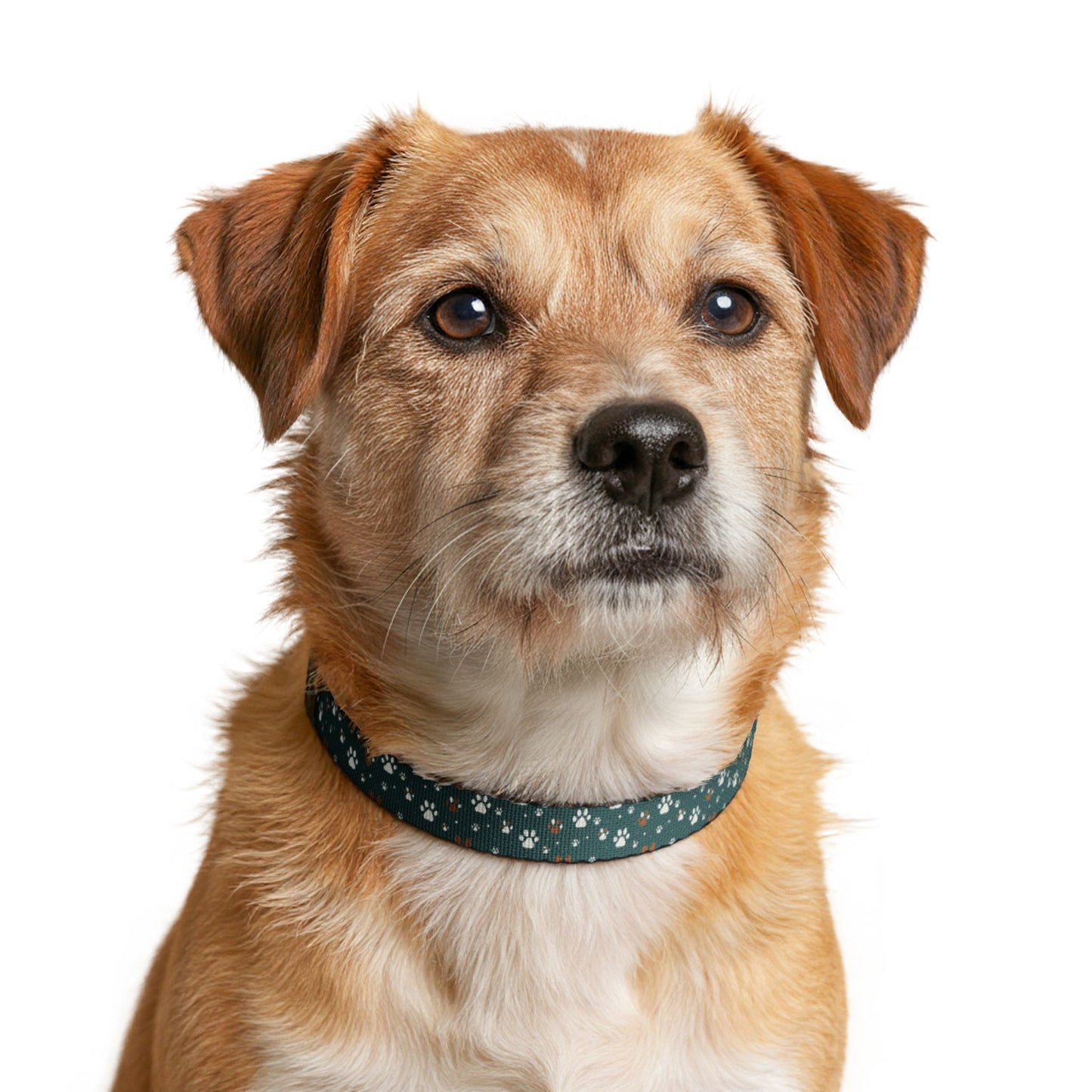 Pet Collar — Teal Paw Print Clip-On Collar